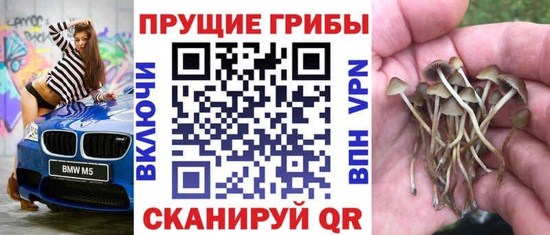 Псилоцибиновые грибы Cubensis  дарк нет как зайти  Гай 